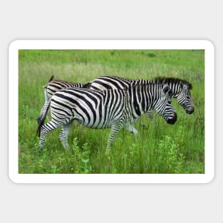 Wildlife African Zebra Sticker